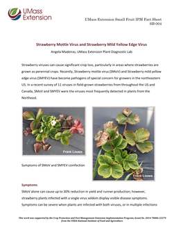 Strawberry Mottle Virus and Strawberry Mild Yellow Edge Virus Angela Madeiras, Umass Extension Plant Diagnostic Lab