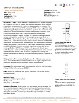 CDKN2A Antibody (Pab)