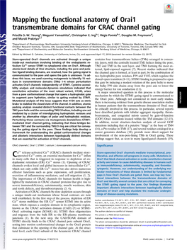 Mapping the Functional Anatomy of Orai1 Transmembrane Domains for CRAC Channel Gating