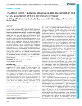 The Rap1–Cofilin-1 Pathway Coordinates Actin Reorganization and MTOC Polarization at the B Cell Immune Synapse Jia C