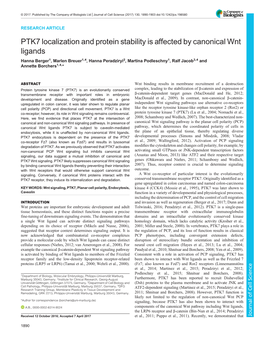 PTK7 Localization and Protein Stability Is Affected by Canonical Wnt Ligands