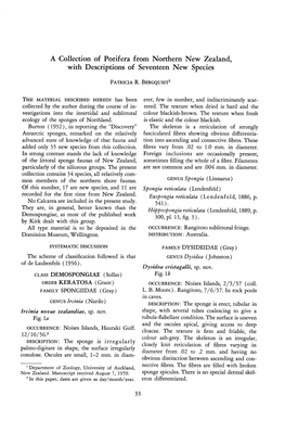 A Collection of Porifera from Northern New Zealand, with Descriptions of Seventeen New Species