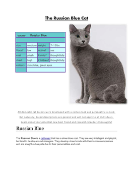 Russian Blue Cat