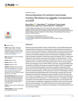 Immortalization of Common Marmoset Monkey Fibroblasts by Piggybac Transposition of Htert
