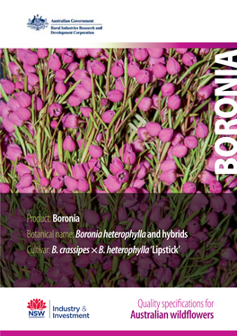 Boronia Botanical Name: Boronia Heterophylla and Hybrids Cultivar: B