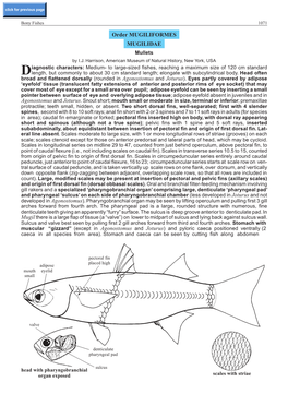 Order MUGILIFORMES MUGILIDAE Mullets by I.J