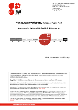 Nannoperca Variegata, Variagated Pygmy Perch