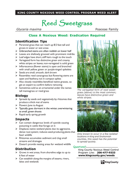 Reed Sweetgrass Glyceria Maxima Poaceae Family