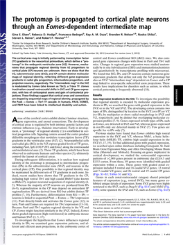 The Protomap Is Propagated to Cortical Plate Neurons Through an Eomes-Dependent Intermediate Map