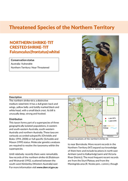 NORTHERN SHRIKE-TIT CRESTED SHRIKE-TIT Falcunculus (Frontatus) Whitei