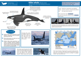 Killer Whale