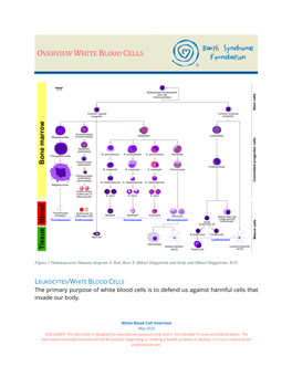 White Blood Cell Overview May 2020 DISCLAIMER: This Fact Sheet Is Designed for Educational Purposes Only and Is Not Intended to Serve As Medical Advice