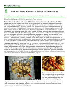 Beech Bark Disease (Cryptococcus Fagisuga and Neonectria Spp.)