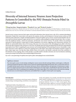 Diversity of Internal Sensory Neuron Axon Projection Patterns Is Controlled by the POU-Domain Protein Pdm3 in Drosophila Larvae