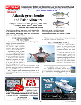 Atlantic Green Bonito and False Albacore