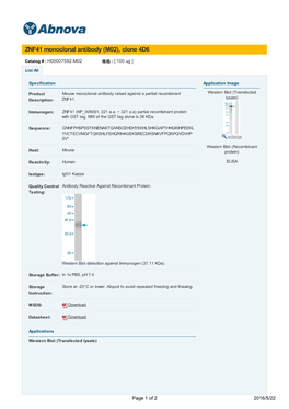 ZNF41 Monoclonal Antibody (M02), Clone 4D6