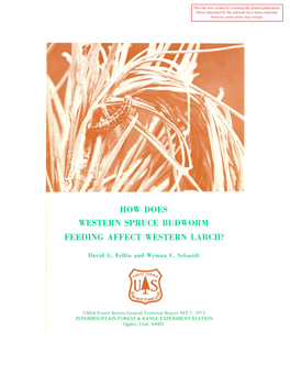 How Does Western Spruce Budworm Feeding Affect Western Larch?