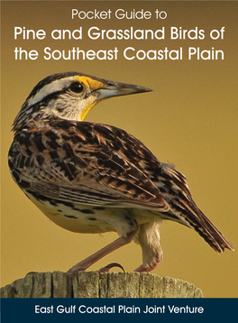 Pine and Grassland Birds of the Southeast Coastal Plain