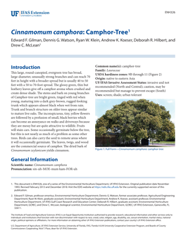 Cinnamomum Camphora: Camphor-Tree1 Edward F