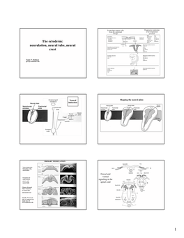 The Ectoderm: Neurulation, Neural Tube, Neural Crest