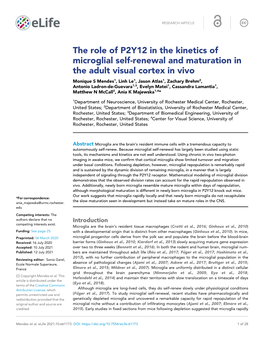 The Role of P2Y12 in the Kinetics of Microglial Self-Renewal And