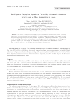 Leaf Spot of Farfugium Japonicum Caused by Alternaria Cinerariae Intercepted at Plant Quarantine in Japan