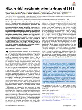 Mitochondrial Protein Interaction Landscape of SS-31