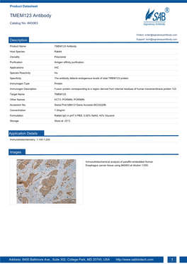 TMEM123 Antibody