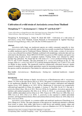 Cultivation of a Wild Strain of Auricularia Cornea from Thailand