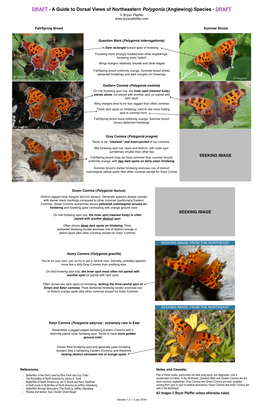 A Guide to Dorsal Views of Northeastern Polygonia (Anglewing) Species - DRAFT © Bryan Pfeiffer