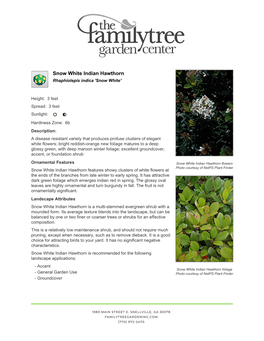 The Family Tree Garden Center Snow White Indian Hawthorn