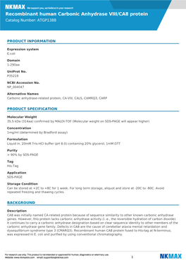 Recombinant Human Carbonic Anhydrase VIII/CA8 Protein Catalog Number: ATGP1388