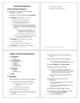 Human Development Fetal Development Is Completed