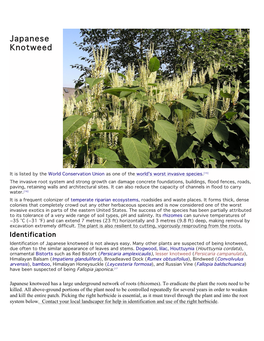 Japanese Knotweed (PDF)