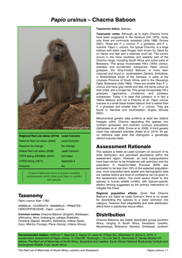 Papio Ursinus – Chacma Baboon