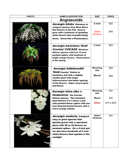 Angraecoids Aerangis Biloba Miniature to 2 Inch $20 Compact Species from West Africa That Flowers in the Fall