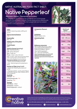 Native Pepperleaf Mountain Pepper [Tasmannia Lanceolata] an Evergreen Shrub Endemic to the Woodlands and Cool Temperate Rainforest of South-Eastern Australia