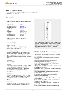 MRPL11 Antibody (N-Term) Affinity Purified Rabbit Polyclonal Antibody (Pab) Catalog # Ap19151a