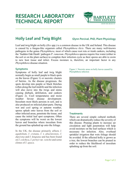 Phytophthora on Holly