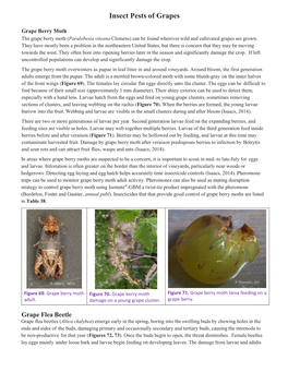 Insect Pests of Grapes