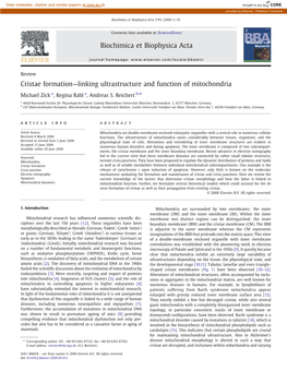 Cristae Formation—Linking Ultrastructure and Function of Mitochondria