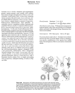 Myricaceae Blume (Bayberry Family) Aromatic Trees Or Shrubs