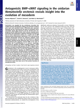 Antagonistic BMP–Cwnt Signaling in the Cnidarian Nematostella