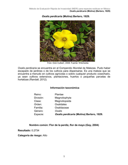 Oxalis Perdicaria (Molina) Bertero, 1829