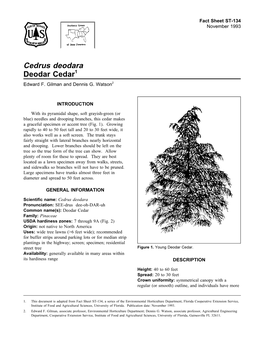 Cedrus Deodara Deodar Cedar1 Edward F