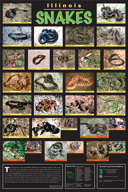 Thirty-Nine Species of Snakes Inhabit Illinois, Dwelling in Forests, Grasslands