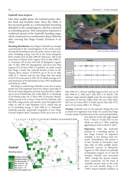 Gadwall Anas Strepera Like Other Puddle Ducks, the Gadwall Prefers Shal- Low Fresh and Brackish Water. Since the 1960S, It Has I