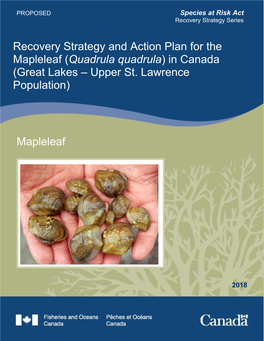Recovery Strategy and Action Plan for the Mapleleaf (Quadrula Quadrula) in Canada (Great Lakes – Upper St. Lawrence Population)