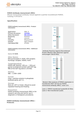 P2RX5 Antibody (Monoclonal) (M01) Mouse Monoclonal Antibody Raised Against a Partial Recombinant P2RX5