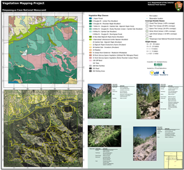 Large Graphic of Vegetation